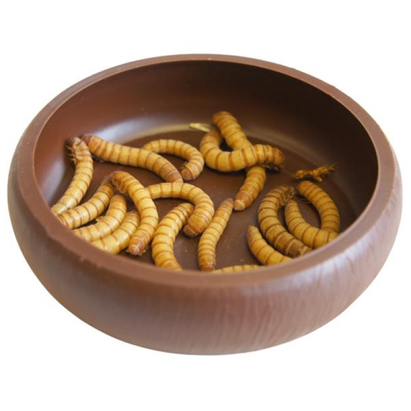 Miska terarijní plast na moučné červy Komodo 8x8x2cm