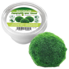 Rostlina živá řasokoule S 2-4cm