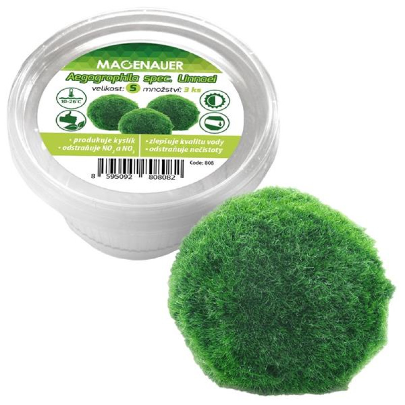 Rostlina živá řasokoule S 2-4cm