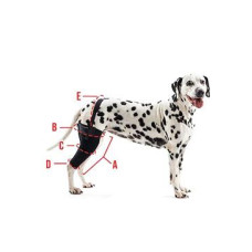 Bandáž Rehab na koleno pro psa KRUUSE S Pravá